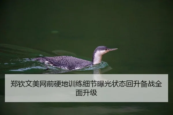 郑钦文美网前硬地训练细节曝光状态回升备战全面升级